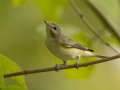 Warbling Vireo