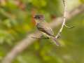 Eastern Phoebe - 1268 The Trace, Dover US-TN 36.55396, -87.90181, Stewart, Tennessee, United States, Sept 18, 2024