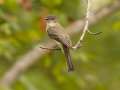 Eastern Phoebe - 1268 The Trace, Dover US-TN 36.55396, -87.90181, Stewart, Tennessee, United States, Sept 18, 2024