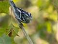 Black-and-white Warbler - Gatling Point Rec Area (36.5575,-87.9038), Stewart, Tennessee, United States, Oct 2, 2024