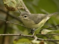 Warbling Vireo