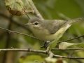 Wabling Vireo -1268 The Trace, Dover US-TN 36.55396, -87.90181, Stewart, Tennessee, Sept 12, 2024