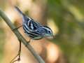 Black-and-white Warbler - Gatling Point Rec Area (36.5575,-87.9038), Stewart, Tennessee, United States, Oct 2, 2024