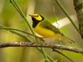 Hooded Warbler - 1268 The Trace, Dover US-TN 36.55396, -87.90181, Stewart, Tennessee, United States, Sept 16, 2024