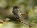 Least Flycatcher - Gatling Point Rec Area (36.5575,-87.9038), Stewart, Tennessee, United States, Sept 9, 2024