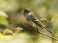 Least Flycatcher - Gatling Point Rec Area (36.5575,-87.9038), Stewart, Tennessee, United States, Sept 9, 2024