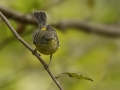 Magnolia Warbler - 1268 The Trace, Dover US-TN 36.55396, -87.90181, Stewart, Tennessee, United States, Sept 12, 2024