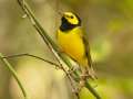 Hooded Warbler - 1268 The Trace, Dover US-TN 36.55396, -87.90181, Stewart, Tennessee, United States, Sept 16, 2024