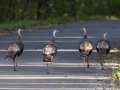 Wild Turkeys - Gatling Point Rec Area (36.5575,-87.9038), Stewart, Tennessee, Oct 2, 2024
