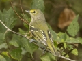 White-eyed Vireo