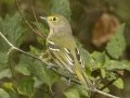 White-eyed Vireo - 1268 The Trace, Dover US-TN 36.55396, -87.90181, Stewart, Tennessee, Sept 12, 2024