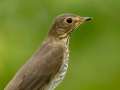 Swainson\'s Thrush