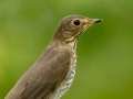 Swainson's Thrush - 1268 The Trace, Dover, Stewart County, Tennessee, Sept 18, 2024