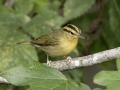 Worm-eating Warbler