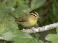 Worm-eating Warbler - 1268 The Trace, Dover US-TN 36.55396, -87.90181, Stewart, Tennessee, Sept 12, 2024