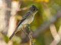 Eastern Wood-Pewee - Gatling Point Rec Area (36.5575,-87.9038), Stewart, Tennessee, United States, Oct 2, 2024