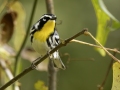 Yellow-throated Warbler