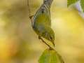 Northern Parula - 1268 The Trace, Dover US-TN 36.55396, -87.90181, Stewart, Tennessee, United States, Sept 16, 2024