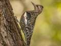 Yellow-bellied Sapsucker - Gatling Point Rec Area (36.5575,-87.9038), Stewart, Oct 14, 2024