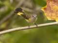 American Redstart -  Barkley Wildlife Management Area - Stewart County - TN, Sept 30, 2024