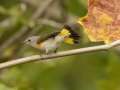 American Redstart -  Barkley Wildlife Management Area - Stewart County - TN, Sept 30, 2024