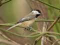 Carolina Chickadee - 1268 The Trace, Dover US-TN 36.55396, -87.90181, Stewart, Tennessee, United States, Sept 18, 2024