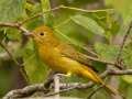 Summer Tanager- Lake Barkley Wildlife Management Area - Dover, Stewart County, Tennessee, Sept 30, 2024
