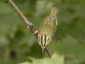 Worm-eating Warbler