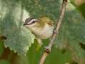 Red-eyed Vireo