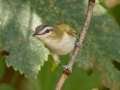 Red-eyed Vireo - 1268 The Trace, Dover US-TN 36.55396, -87.90181, Stewart, Tennessee, United States, Sept 16, 2024