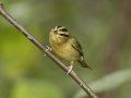 Worm-eating Warbler - 1268 The Trace, Dover US-TN 36.55396, -87.90181, Stewart, Tennessee, Sept 12, 2024