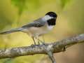 Carolina Chickadee - N South Trail, Dover US-TN 36.52168, -87.91958, Stewart, Tennessee, United States, Oct 2, 2024