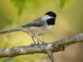 Carolina Chickadee - N South Trail, Dover US-TN 36.52168, -87.91958, Stewart, Tennessee, United States, Oct 2, 2024