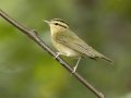 Worm-eating Warbler - 1268 The Trace, Dover US-TN 36.55396, -87.90181, Stewart, Tennessee, Sept 12, 2024