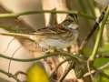 White-throated Sparrow