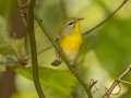 Northern Parula - 1268 The Trace, Dover US-TN 36.55396, -87.90181, Stewart, Tennessee, United States, Sept 16, 2024