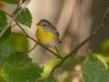 Northern Parula - Gatling Point Rec Area (36.5575,-87.9038), Stewart, Tennessee, United States,  Oct 14, 2024