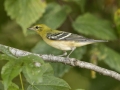 Bay-breasted Warbler - 1268 The Trace, Dover US-TN 36.55396, -87.90181, Stewart, Tennessee, United States, Sept 19, 2024