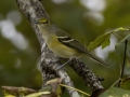 White-eyed Vireo