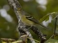 White-eyed Vireo - Gatling Point Rec Area, Stewart County, Tennessee, Sept 9, 2024