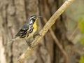 Yellow-throated Warbler