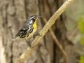 Yellow-throated Warbler - Gatling Point Rec Area (36.5575,-87.9038), Stewart County, July 13, 2024
