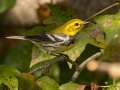 Black-throated Green Warbler - Gatling Point Rec Area (36.5575,-87.9038), Stewart, Tennessee, United States, Oct 14, 2024