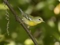 Northern Parula - 1268 The Trace, Dover US-TN 36.55396, -87.90181, Stewart, Tennessee, United States, Sept 16, 2024