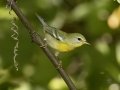 Northern Parula - 1268 The Trace, Dover US-TN 36.55396, -87.90181, Stewart, Tennessee, United States, Sept 16, 2024