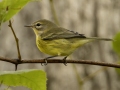 Prairie Warbler