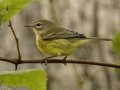 Prairie Warbler - 1268 The Trace, Dover US-TN 36.55396, -87.90181, Stewart, Tennessee, United States, Sept 9, 2024