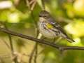 Yellow-rumped Warbler - Gatling Point Rec Area (36.5575,-87.9038), Stewart, Tennessee, Oct 14, 2024