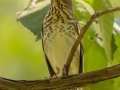 Gray-cheeked Thrush - 1268 The Trace, Dover US-TN 36.55396, -87.90181, Stewart, Tennessee, United States, Sept 16, 2024