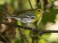 Yellow-throated Vireo